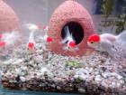 Oranda Oranda red cap Schleierschwänze Haube Oranda Butterfly